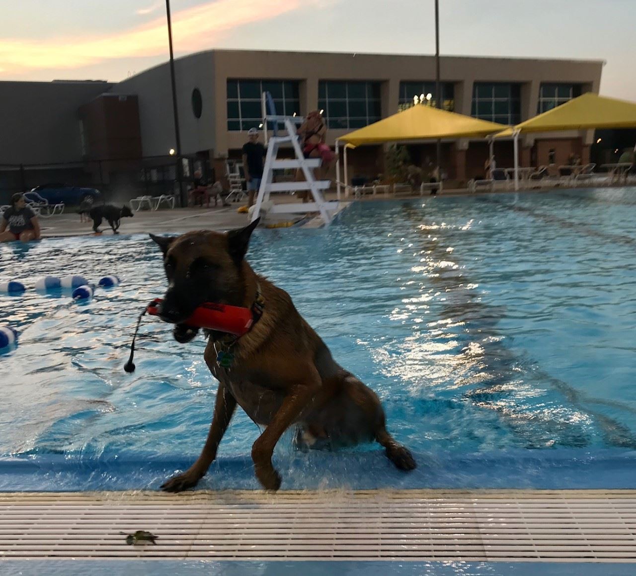 Dog Swim